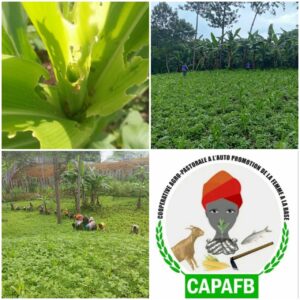 Chenilles légionnaires au sud kivu: la CAPAFB en première ligne pour sauver les récoltes